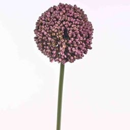 Allium in ramo - 65 Cm / Rosa