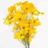 Cosmea in mazzo - 52 Cm / Giallo