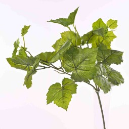 Vite in ramo - 70 Cm verde