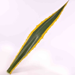 Foglia singola di Aloe Vera