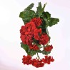 Pelargonia in mazzo da cm. 55 in due colori - Rosso