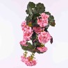 Pelargonia in mazzo da cm. 55 in due colori - Rosa