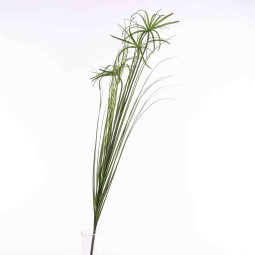 Papiro ramificato - 117 Cm / Verde
