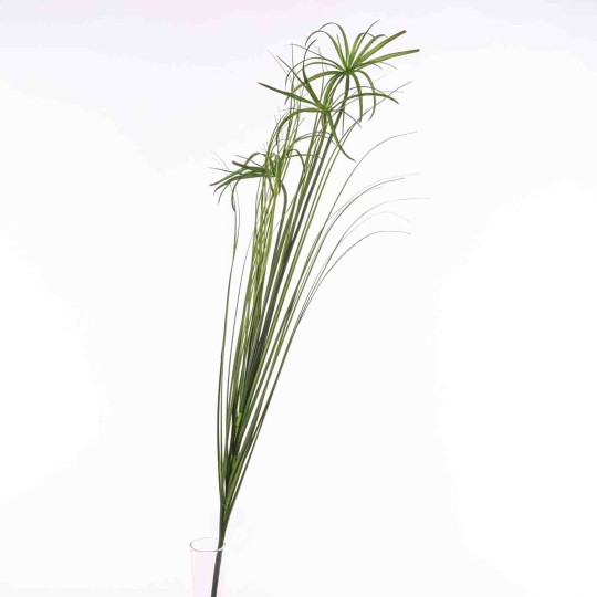 Papiro ramificato - 117 Cm / Verde