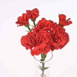 Garofanino in mazzo - 30 CM in vari colori - Rosso