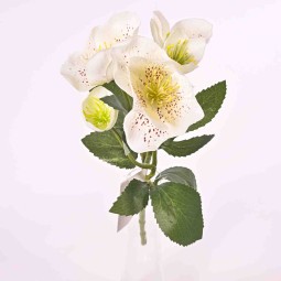 Elleboro in ramo con  5 steli cm. 30 in vari colori - Bianco