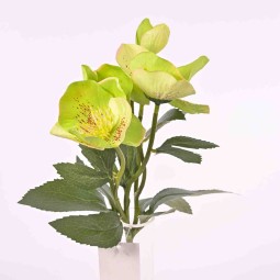 Elleboro in ramo con  5 steli cm. 30 in vari colori - Verde