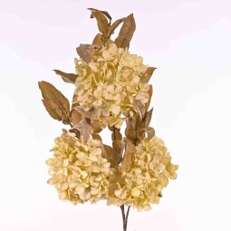 Ortensia in ramo da cm. 85 in due colori - crema