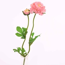 Ranuncolo in stelo con un fiore e un bocciolo cm. 39,5 - Rosa