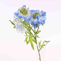 Scabiosa in ramo da 60 Cm in diversi colori - Azzurro