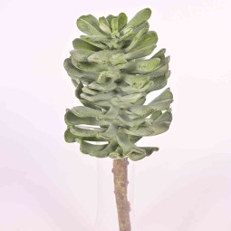 Succulenta in pick assortito - 23 Cm in due colori verde e grigio