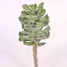 Succulenta in pick assortito - 23 Cm in due colori verde e grigio