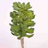 Succulenta in pick assortito - 23 Cm in due colori verde e grigio