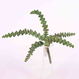 Succulenta in pick - 25 Cm verde