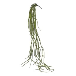 Succulenta in mazzo cadente - 140 Cm / Verde