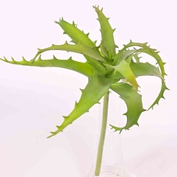 Aloe verde in ramo con 12 foglie