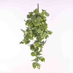 Pothos in mazzo cadente - 85 Cm / Variegato
