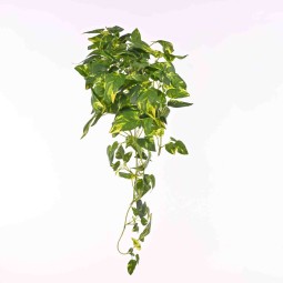Pothos in mazzo cadente - 70 Cm / Variegato