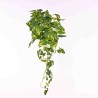 Pothos in mazzo cadente - 70 Cm / Variegato