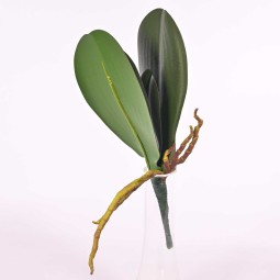 Foglia di Orchidea phalaenopsis verde altezzza 22 cm